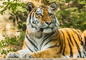 Easy, Tiger!