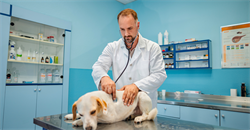A Day in the Life of a Veterinary Expert Witness
