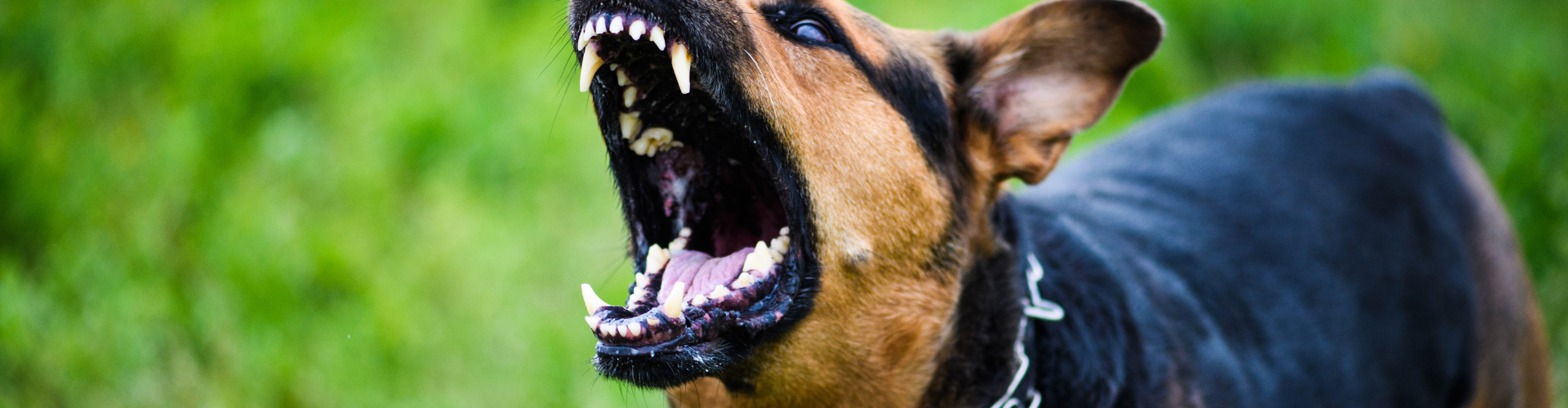 A Day in the Life of a Dangerous Dog Legislation Expert Witness